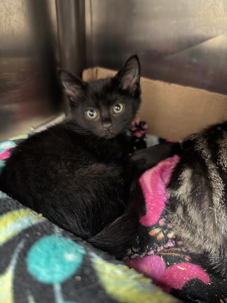 Thackery Binx, Adoptable, Kitten Male Domestic Short Hair.