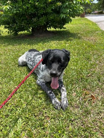 Boone, Adoptable, Adult Male Mixed Breed & Mixed Breed.
