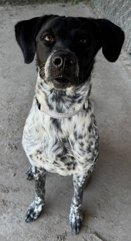 Boone, a Adoptable mixed breed in Savannah, GA image 2/2