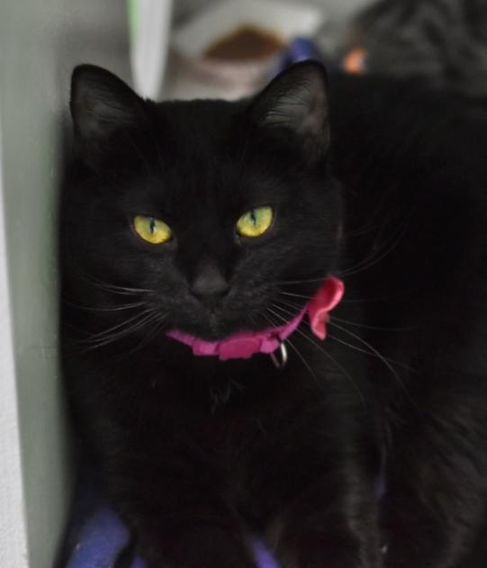Robin, a Adoptable Domestic Short Hair in Marietta, GA image 1/3