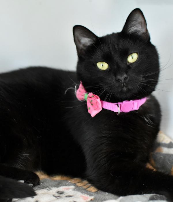 Robin, a Adoptable Domestic Short Hair in Marietta, GA image 2/3