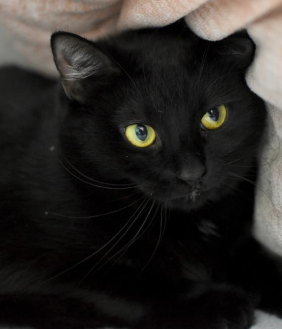 Robin, a Adoptable Domestic Short Hair in Marietta, GA image 3/3
