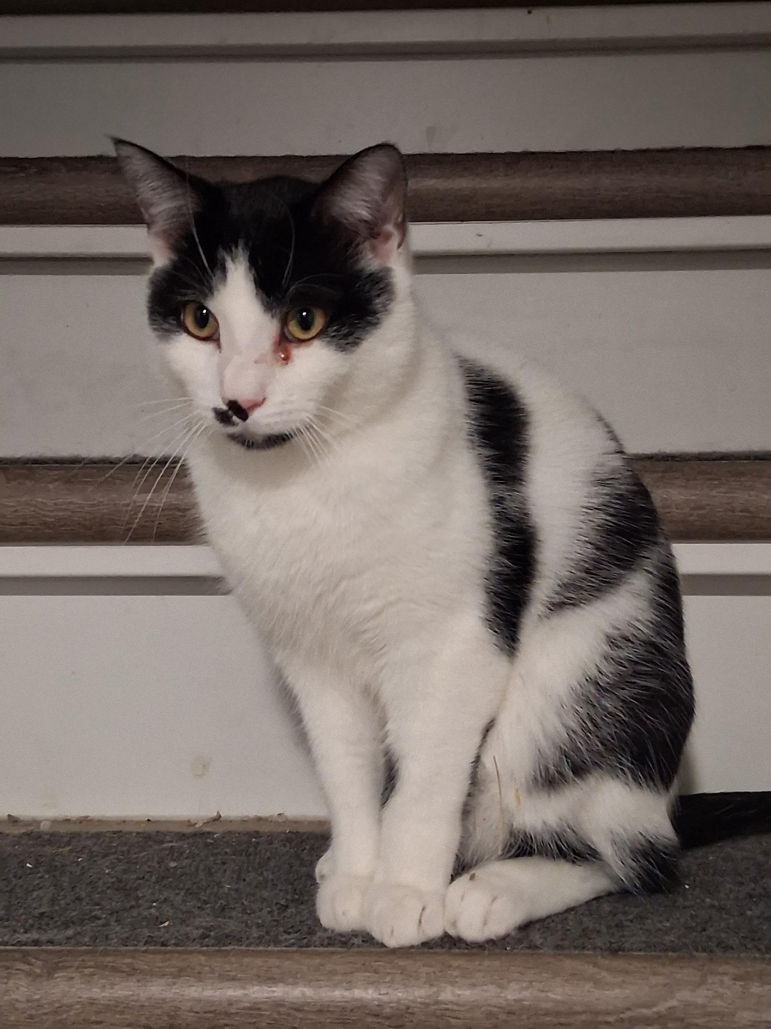 Enlarge Charlie, a Adoptable Domestic Short Hair in South Lyon, MI image 2/3