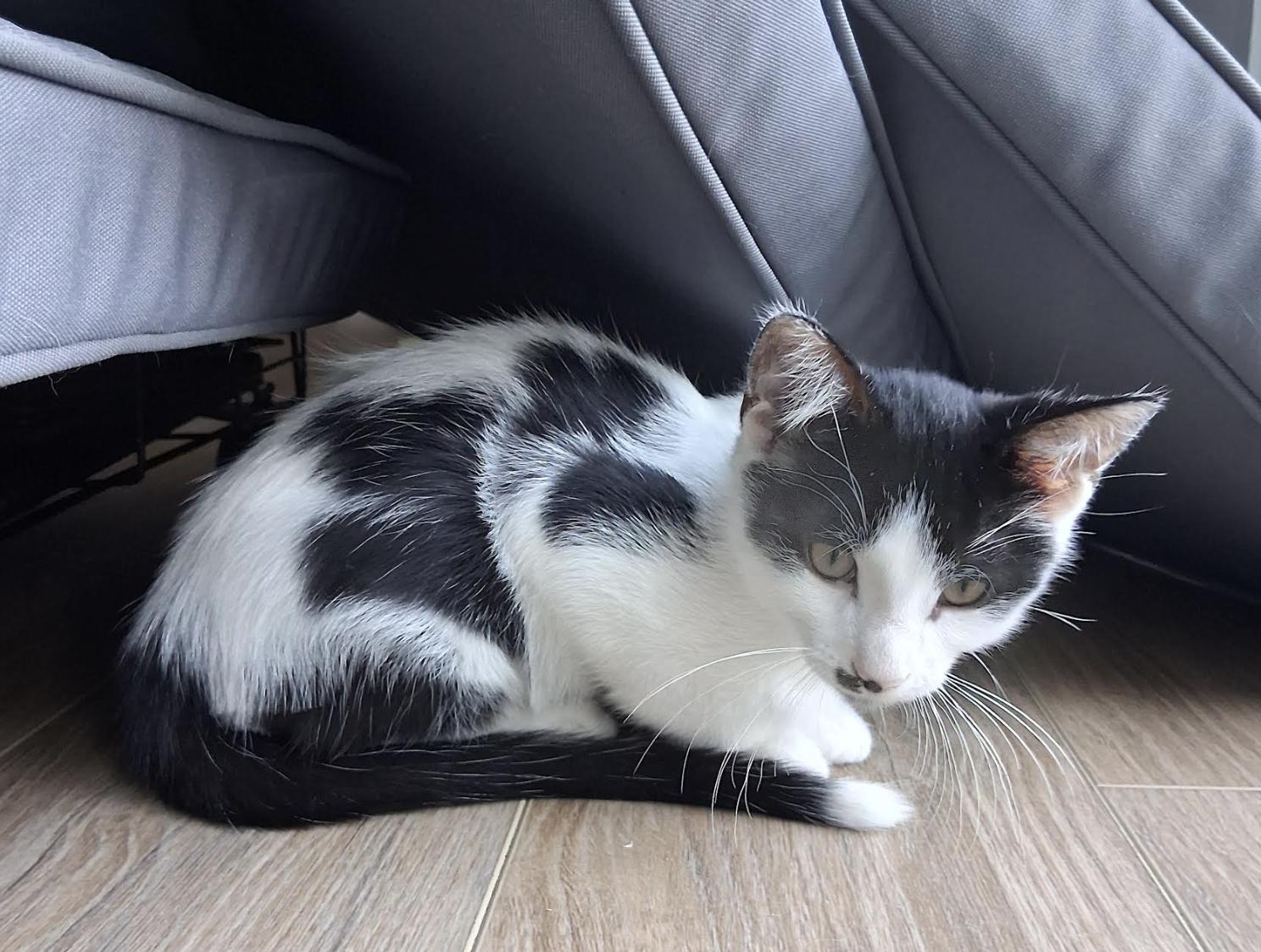 Charlie, Adoptable, Young Male Domestic Short Hair.