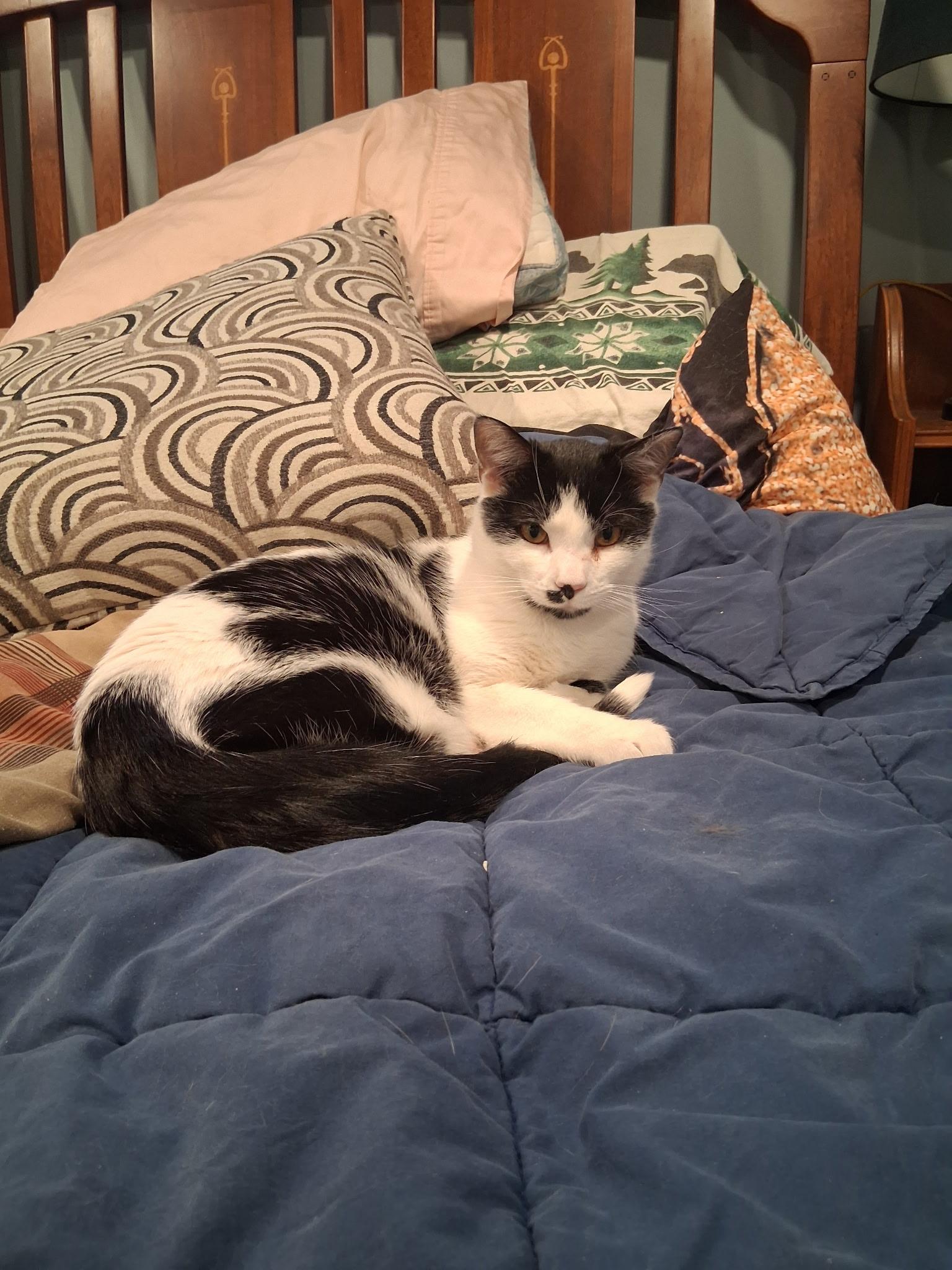 Enlarge Charlie, a Adoptable Domestic Short Hair in South Lyon, MI image 3/3