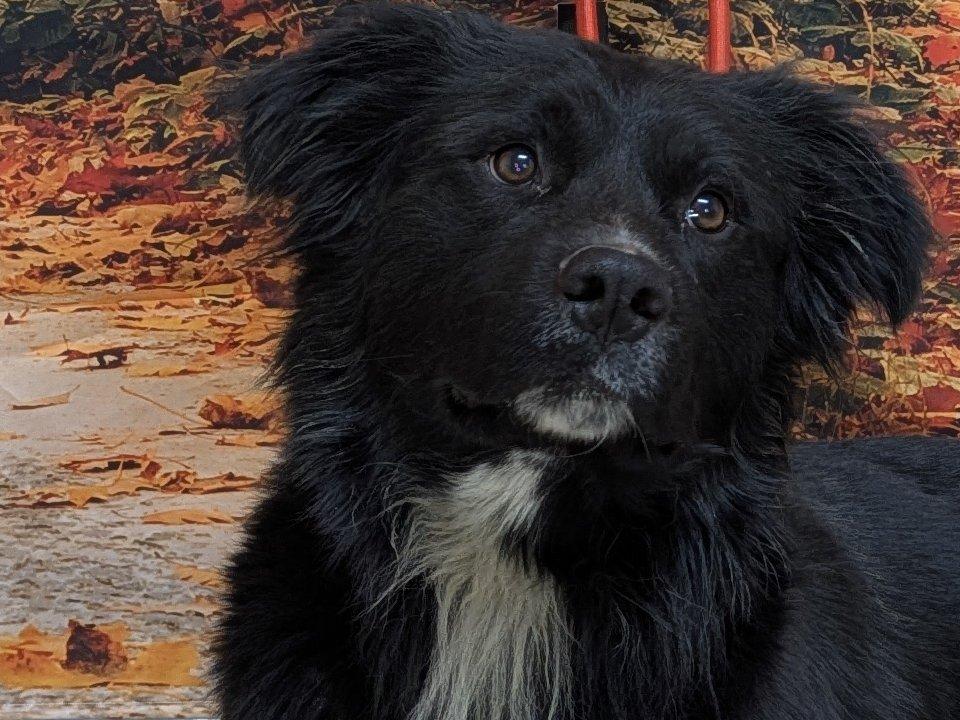 Buddy, Adoptable, Adult Male Border Collie & Mixed Breed.