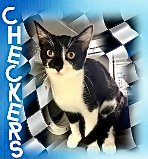Checkers - Kuykendahl Petsmart, Adoptable, Young Male Tuxedo & Domestic Short Hair.