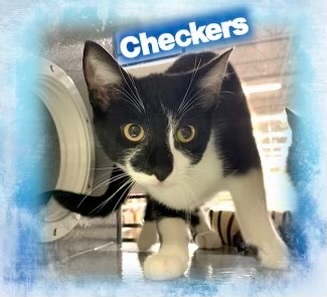 Checkers - Kuykendahl Petsmart, a Adoptable mixed breed in Spring, TX image 2/2