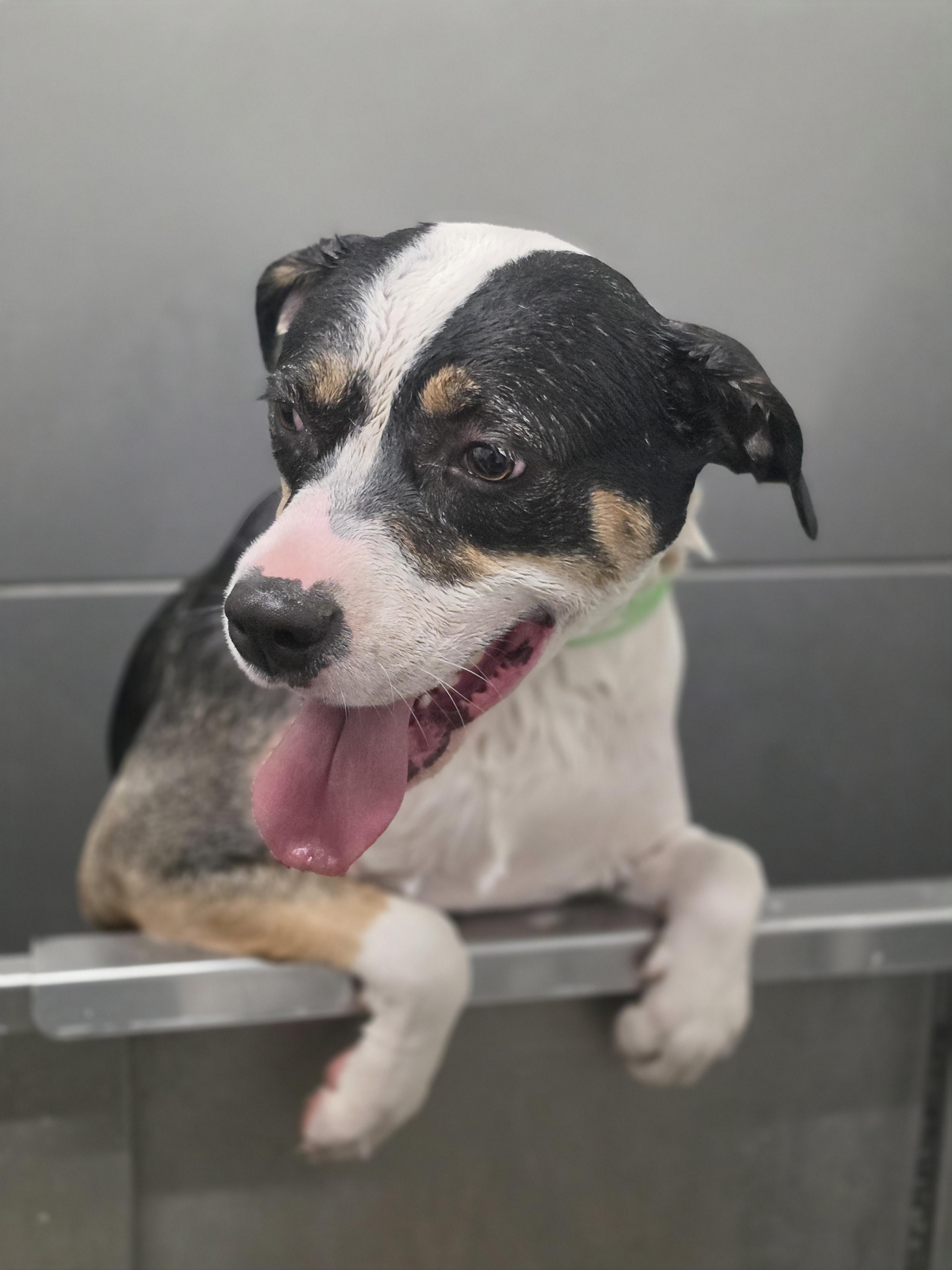 Enlarge Miss Moffat, a Adoptable mixed breed in Elk, WA image 1/6
