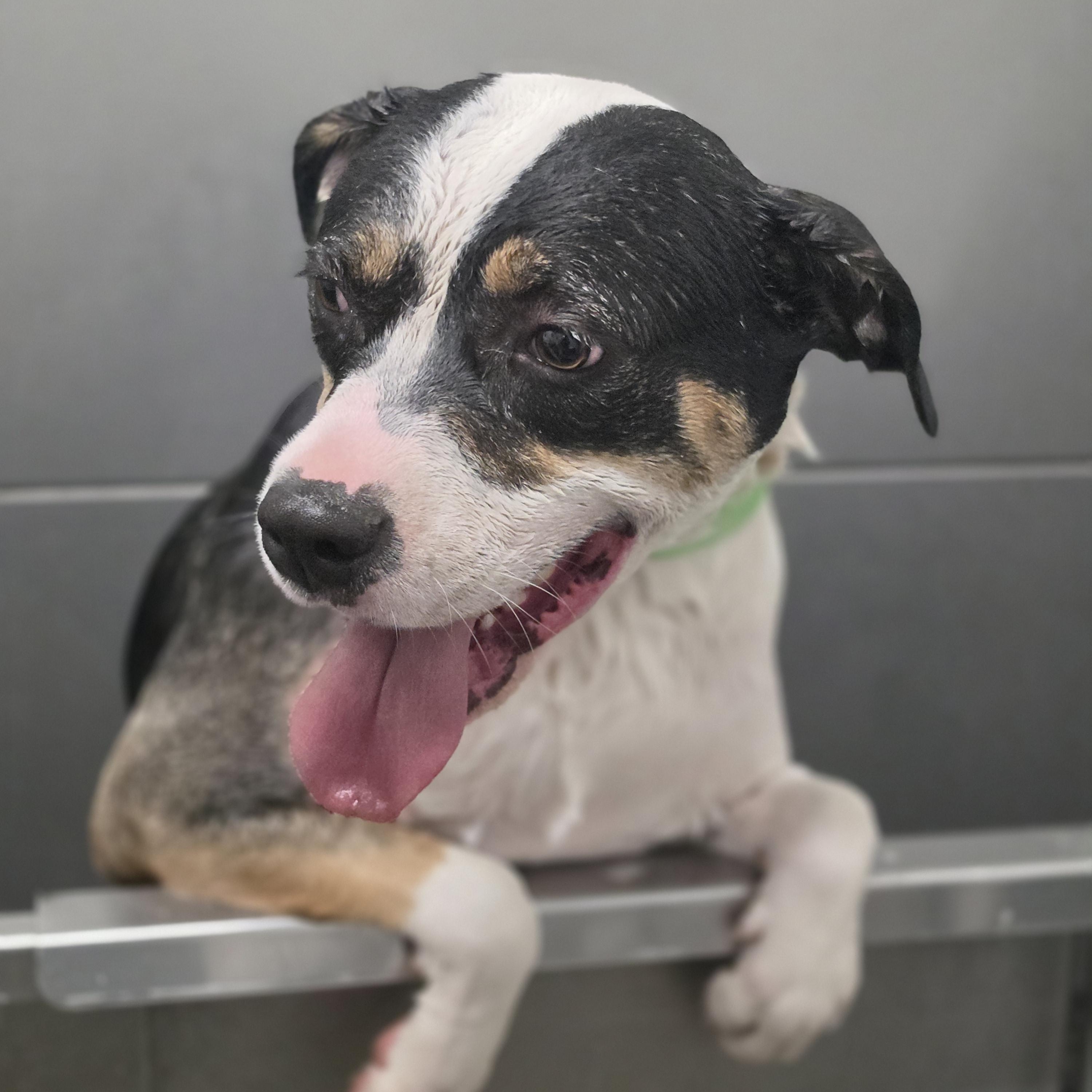 Enlarge Miss Moffat, a Adoptable mixed breed in Elk, WA image 2/6