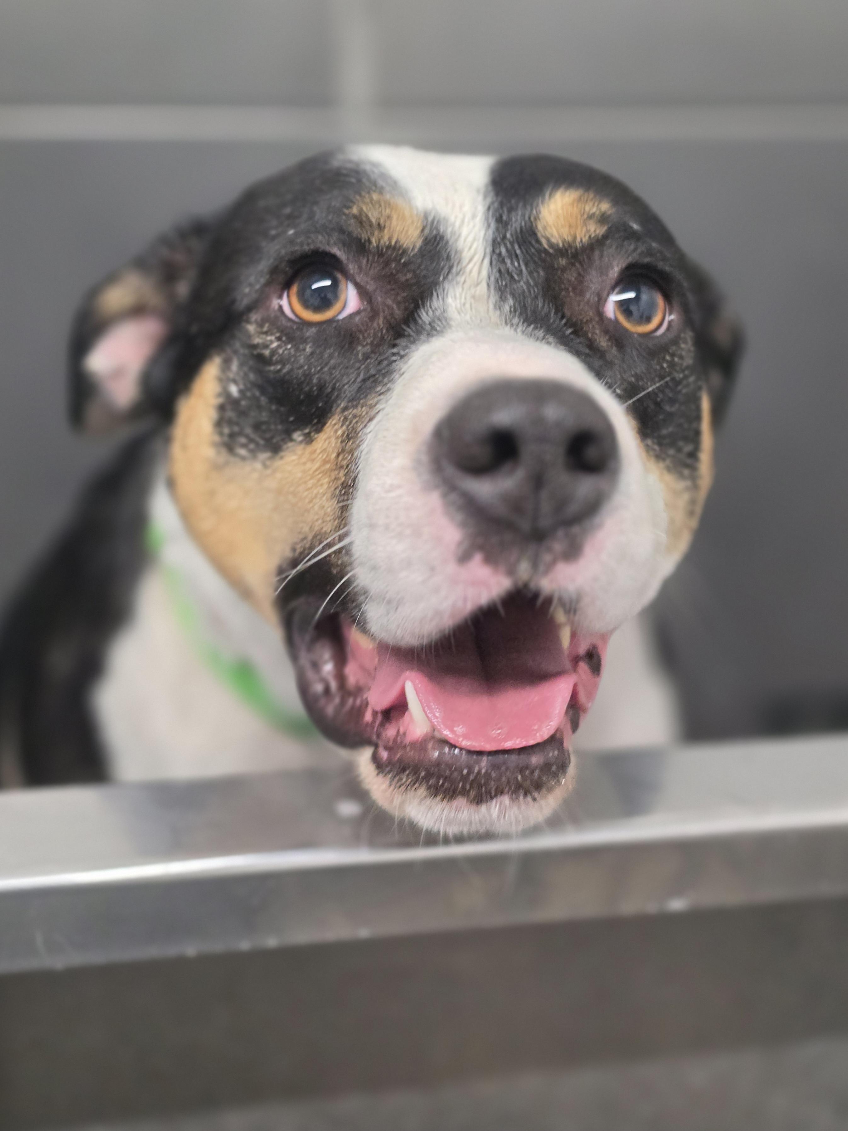 Enlarge Miss Moffat, a Adoptable mixed breed in Elk, WA image 2/6
