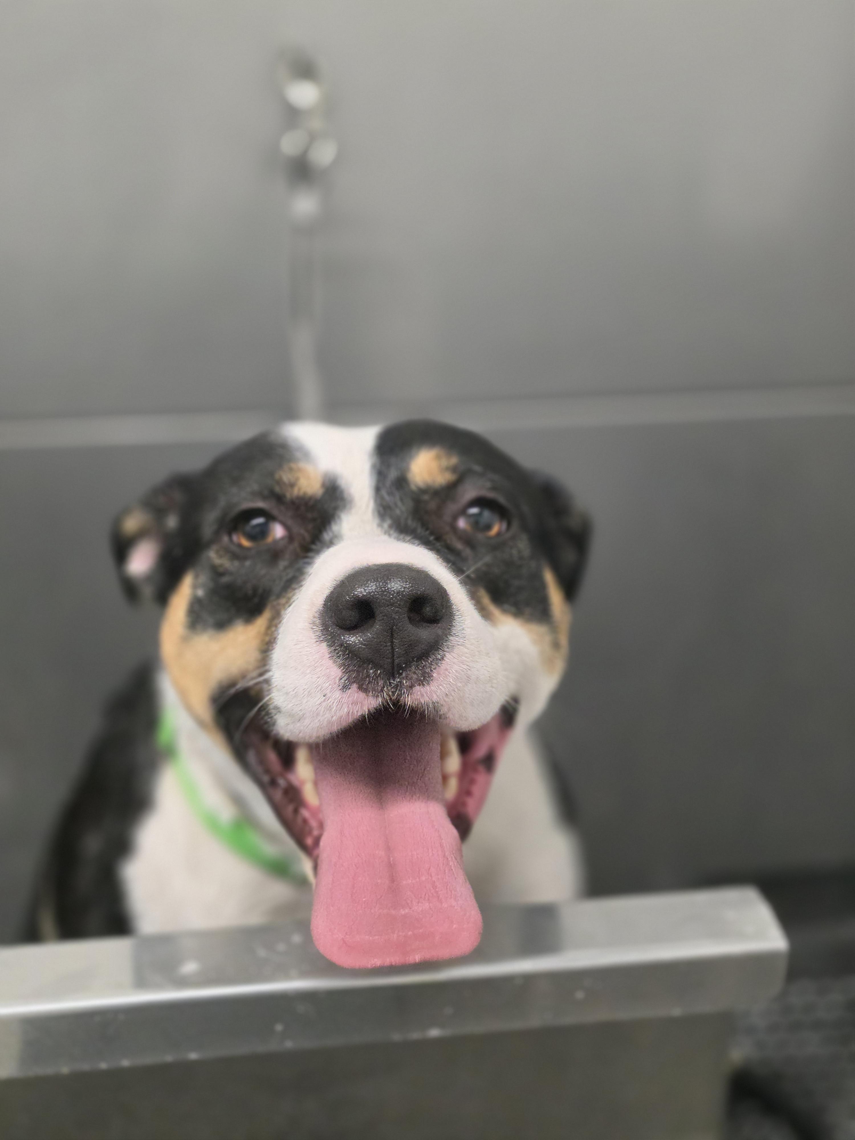Enlarge Miss Moffat, a Adoptable mixed breed in Elk, WA image 4/6