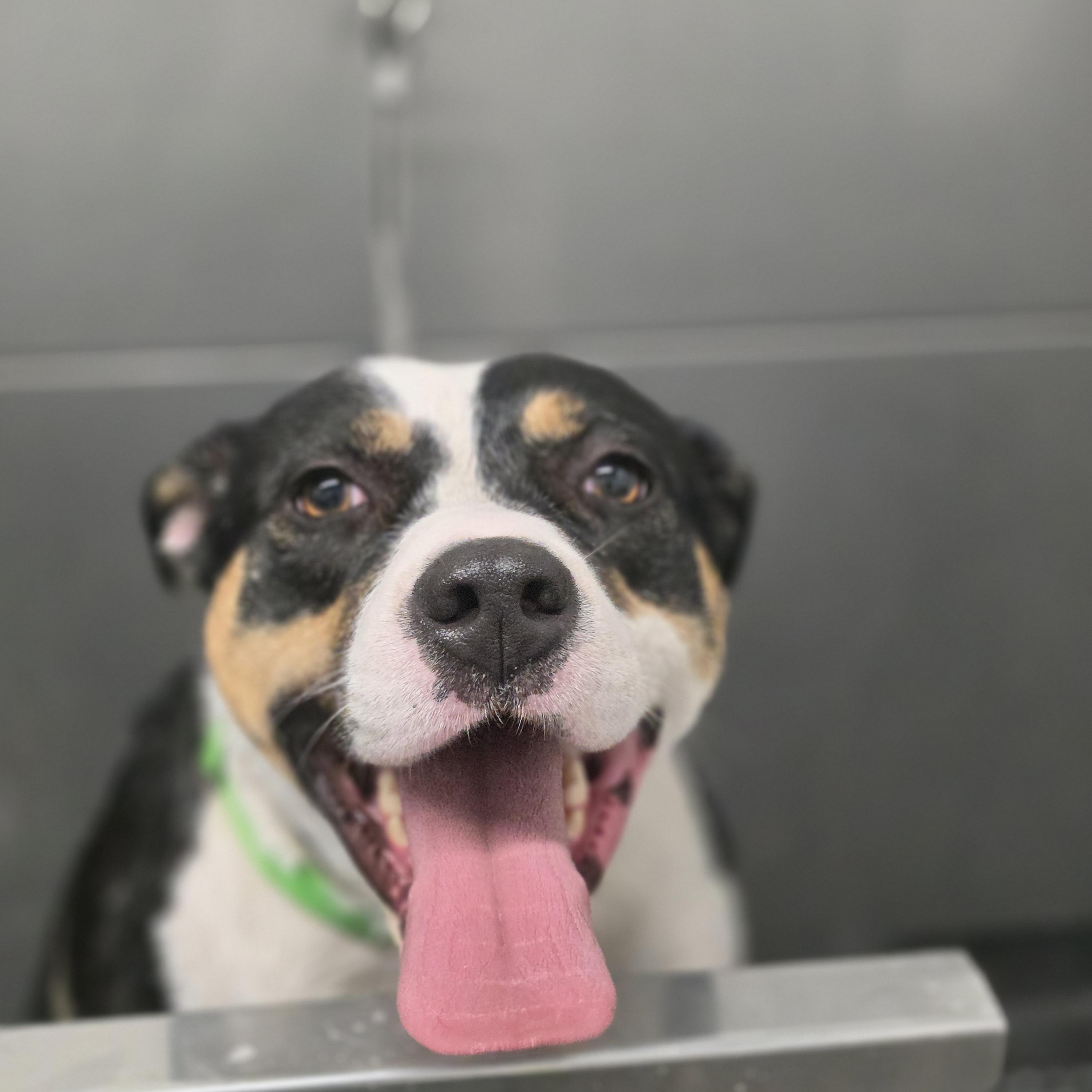 Enlarge Miss Moffat, a Adoptable mixed breed in Elk, WA image 4/6