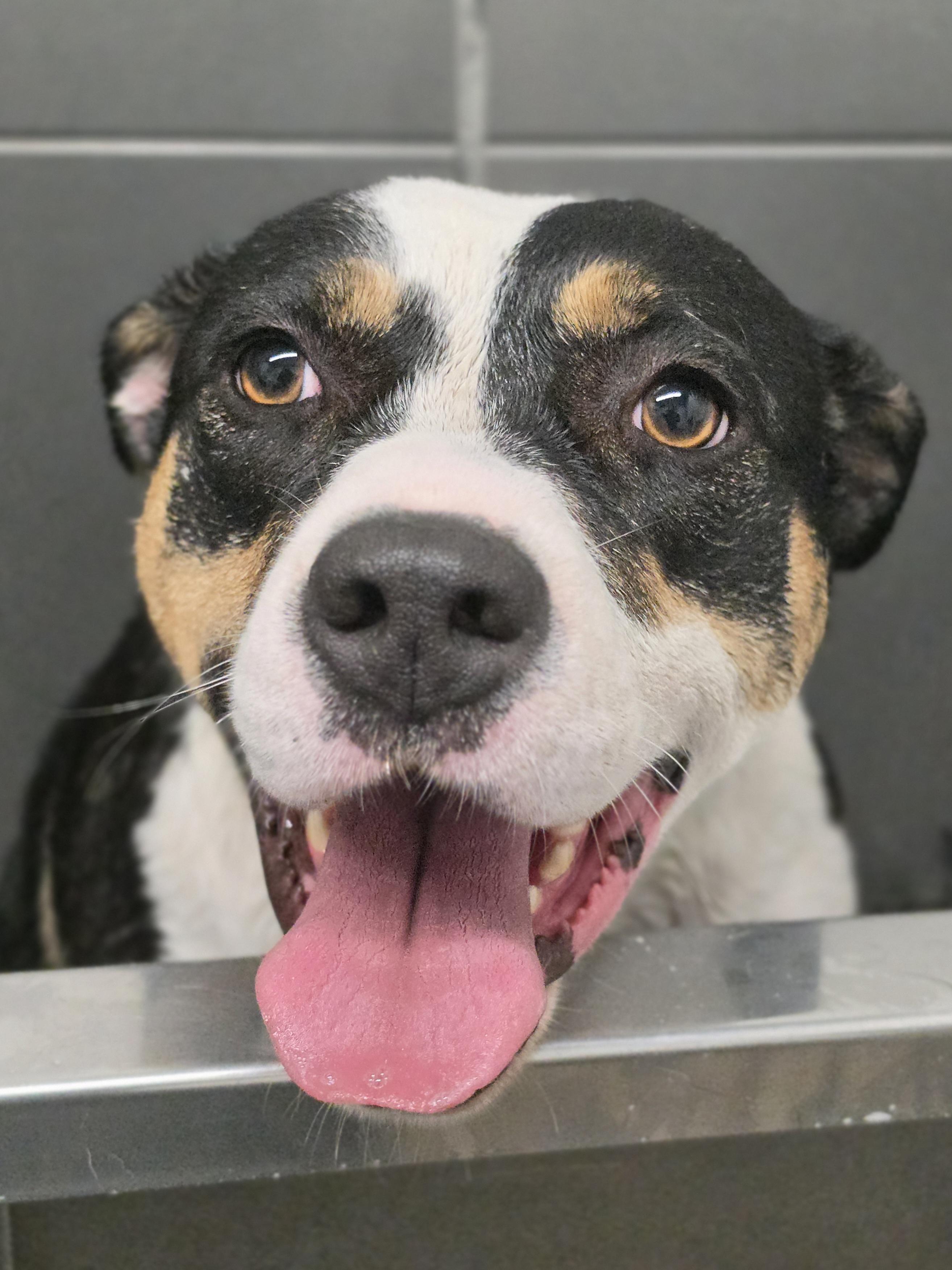 Enlarge Miss Moffat, a Adoptable mixed breed in Elk, WA image 6/6
