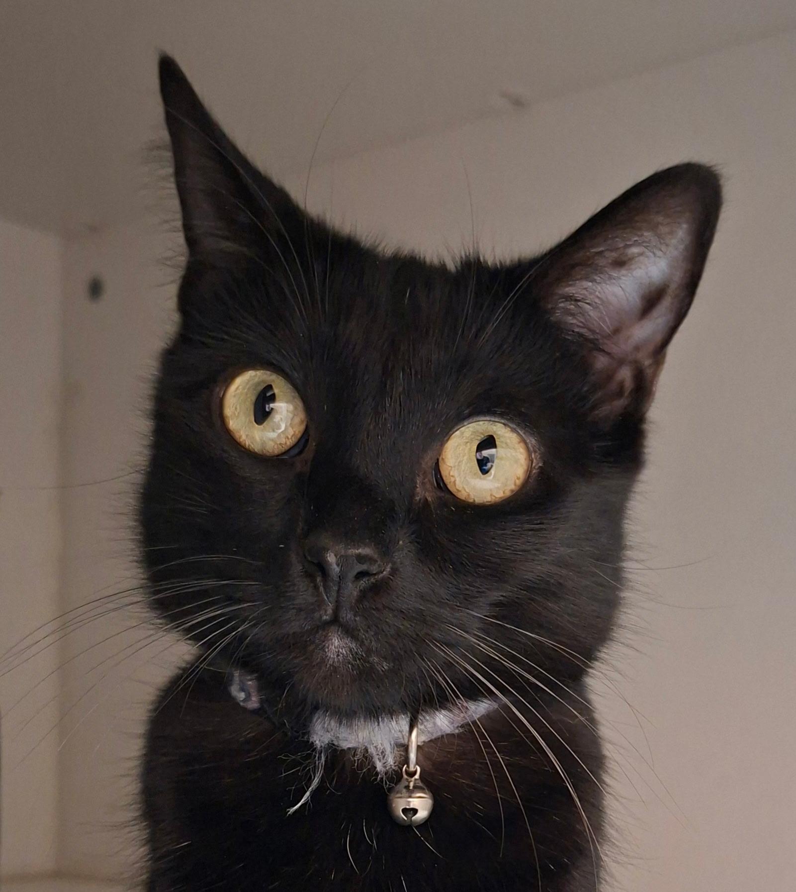 Enlarge Eris, a Adoptable Domestic Short Hair in Wallingford, CT image 2/3