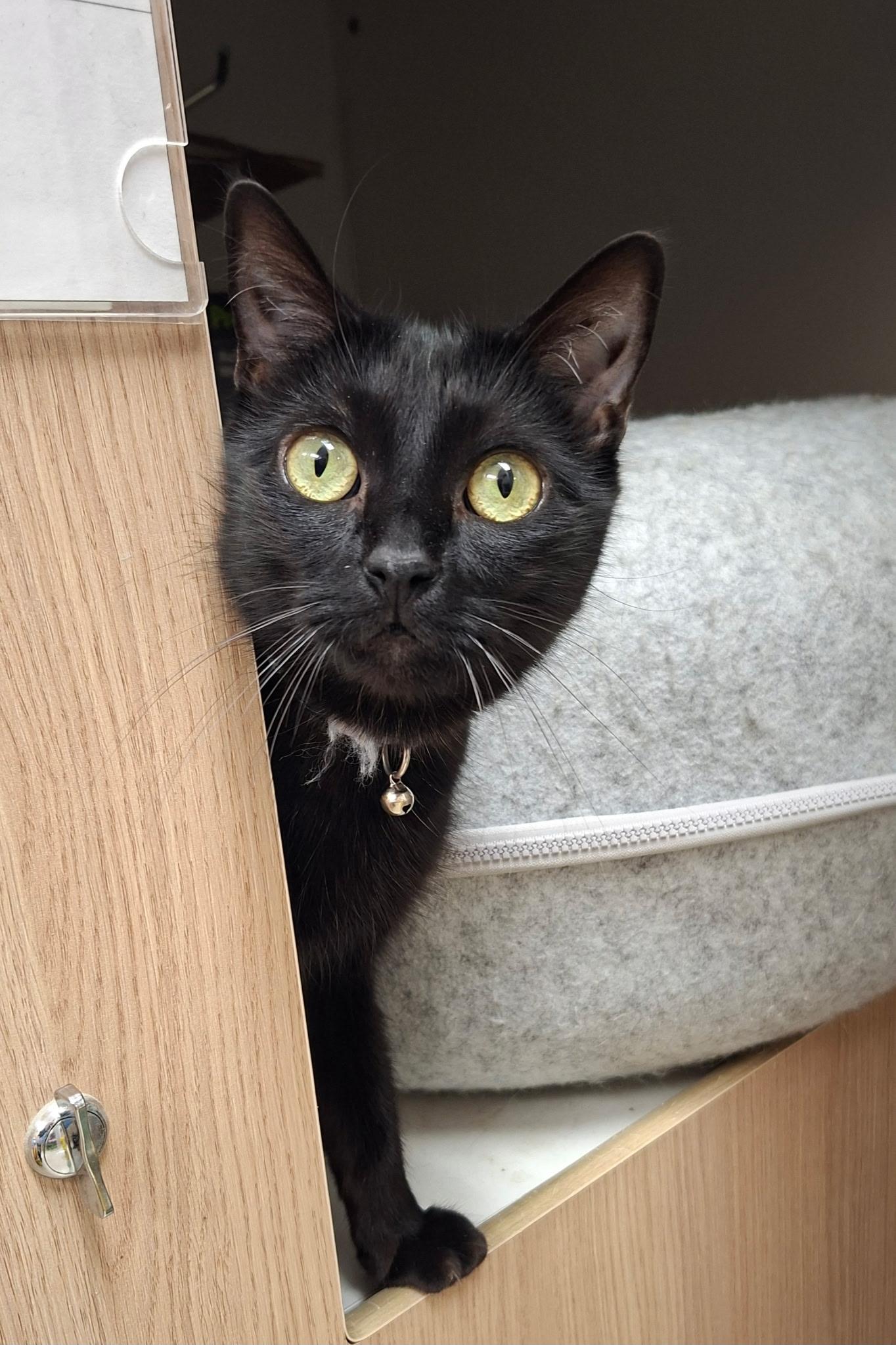 Eris, Adoptable, Adult Female Domestic Short Hair.