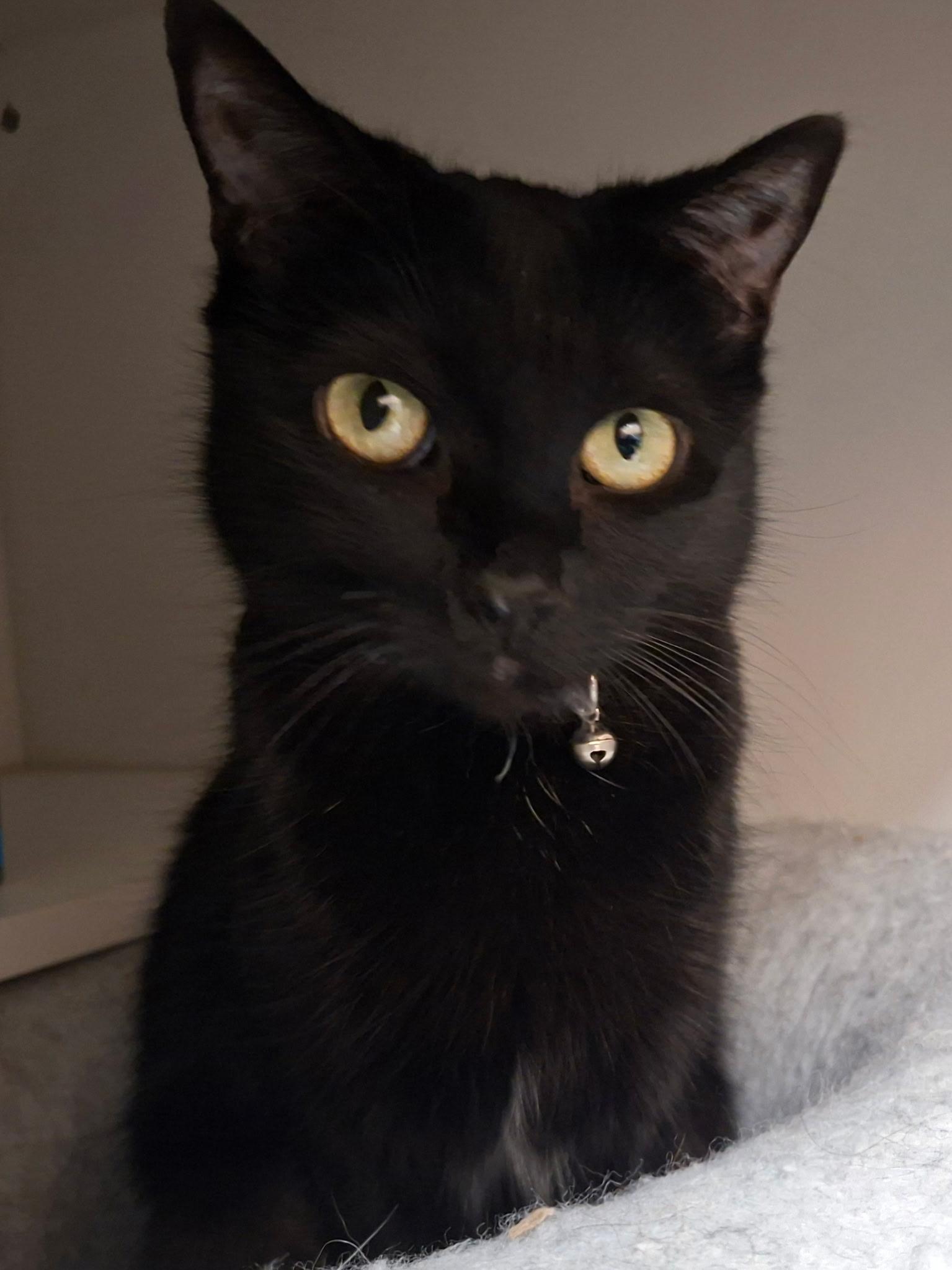 Enlarge Eris, a Adoptable Domestic Short Hair in Wallingford, CT image 3/3