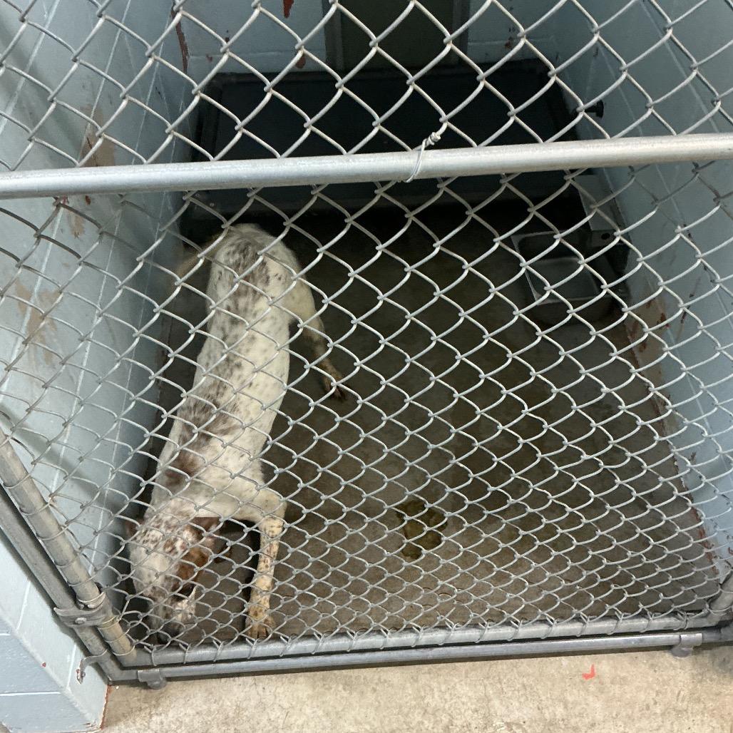 Gracie, Adoptable, Young Female Mixed Breed.