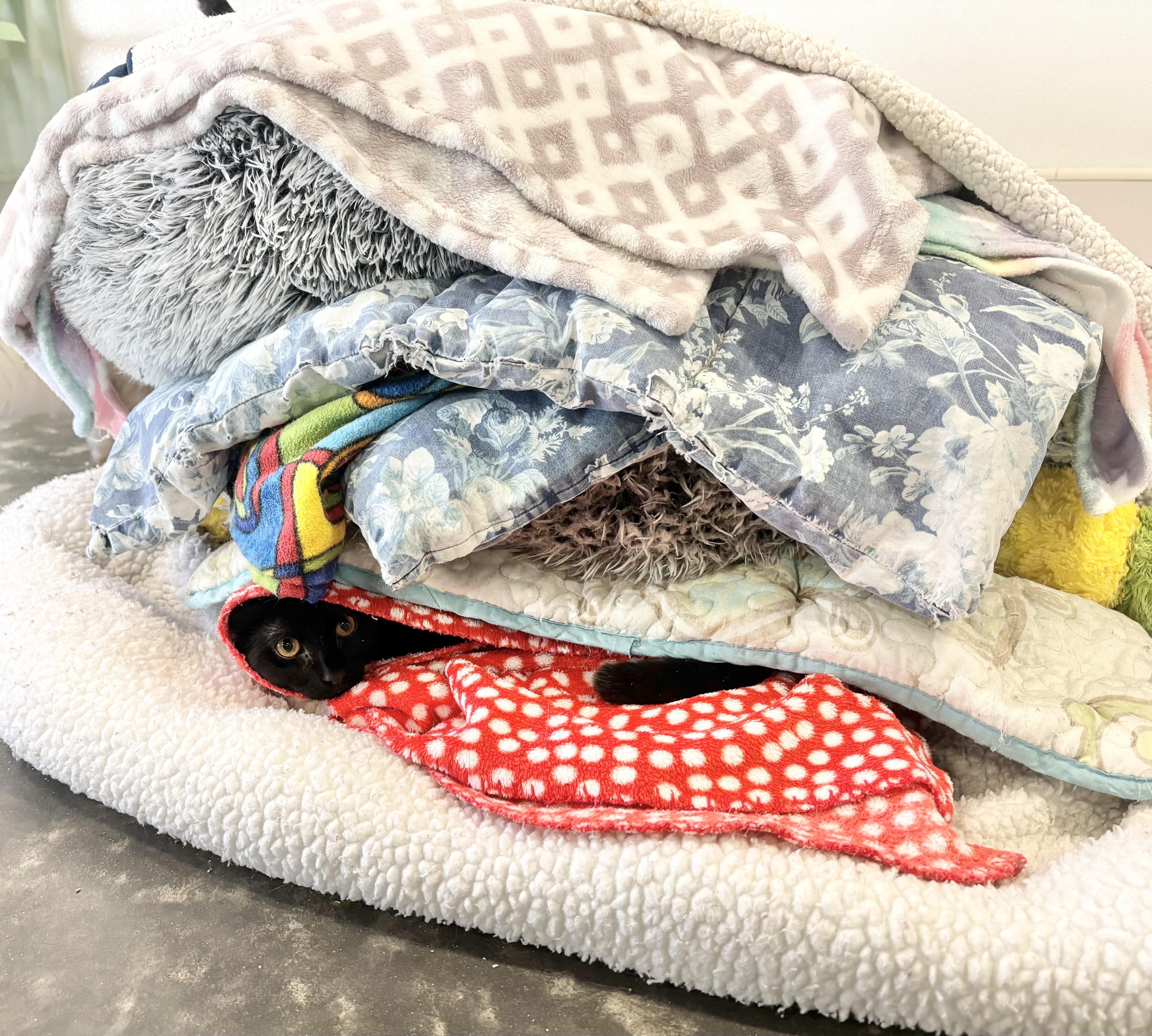 Enlarge Patch, a Adoptable Domestic Short Hair in Salisbury, NC image 5/5