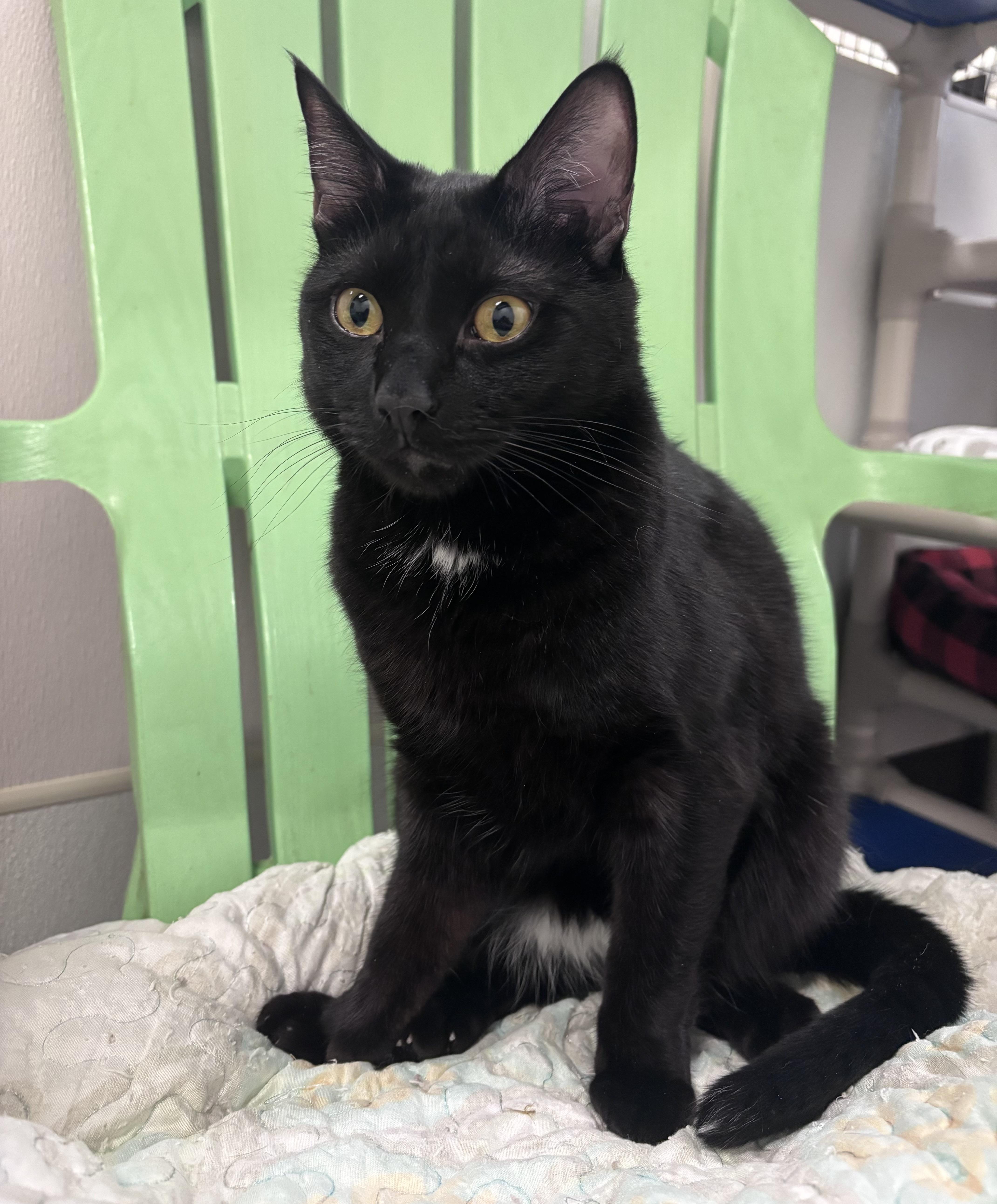 Enlarge Patch, a Adoptable Domestic Short Hair in Salisbury, NC image 1/6