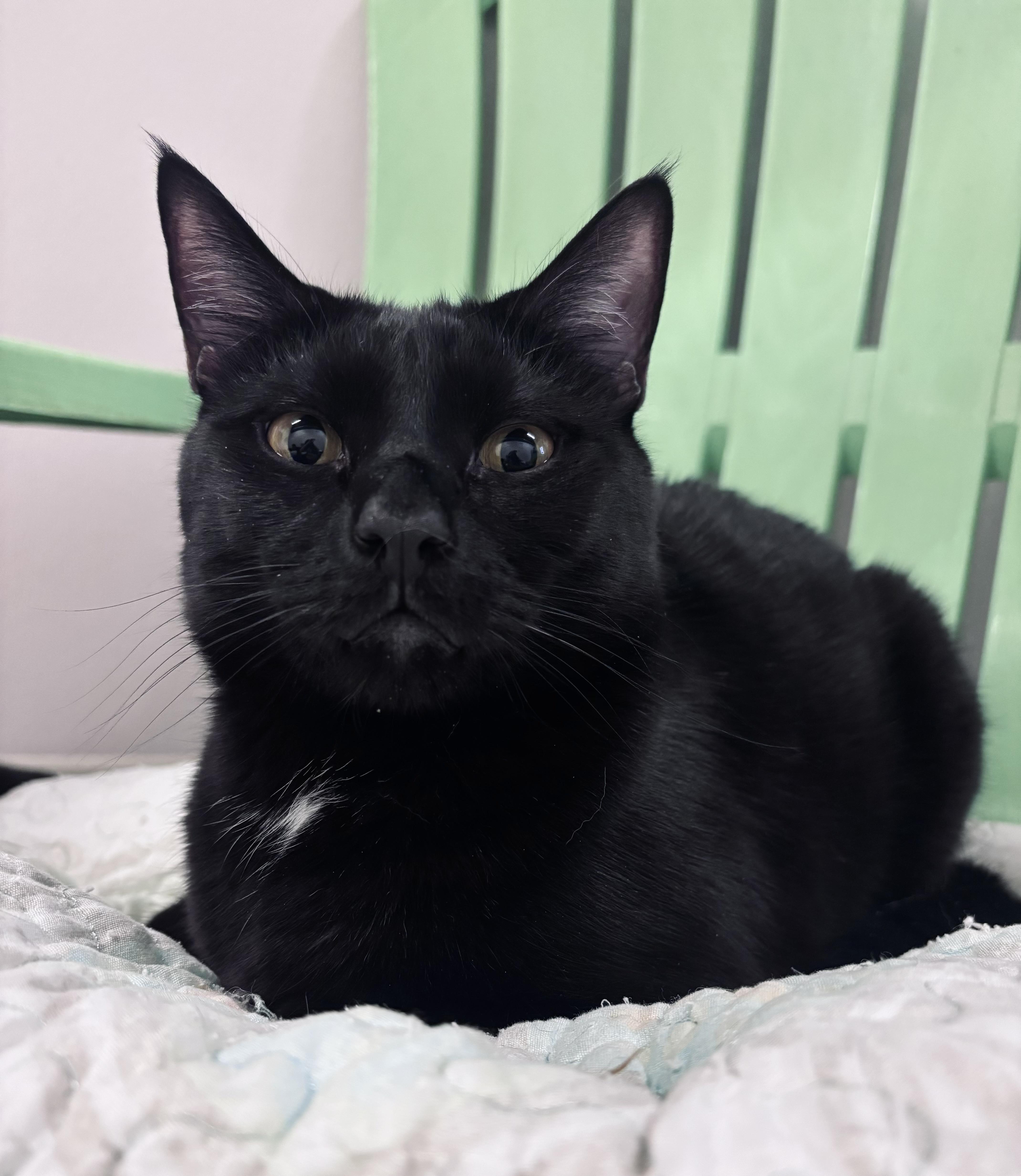 Enlarge Patch, a Adoptable Domestic Short Hair in Salisbury, NC image 5/6