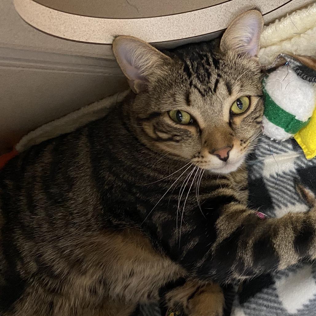 Kai, Adoptable, Young Male Domestic Short Hair.