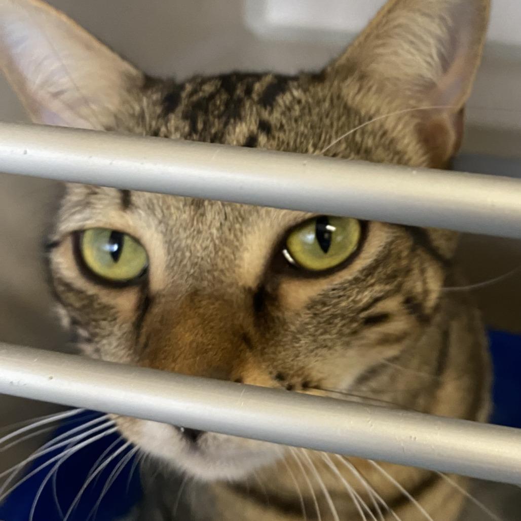 Enlarge Kai, a Adoptable Domestic Short Hair in Pagosa Springs, CO image 2/4