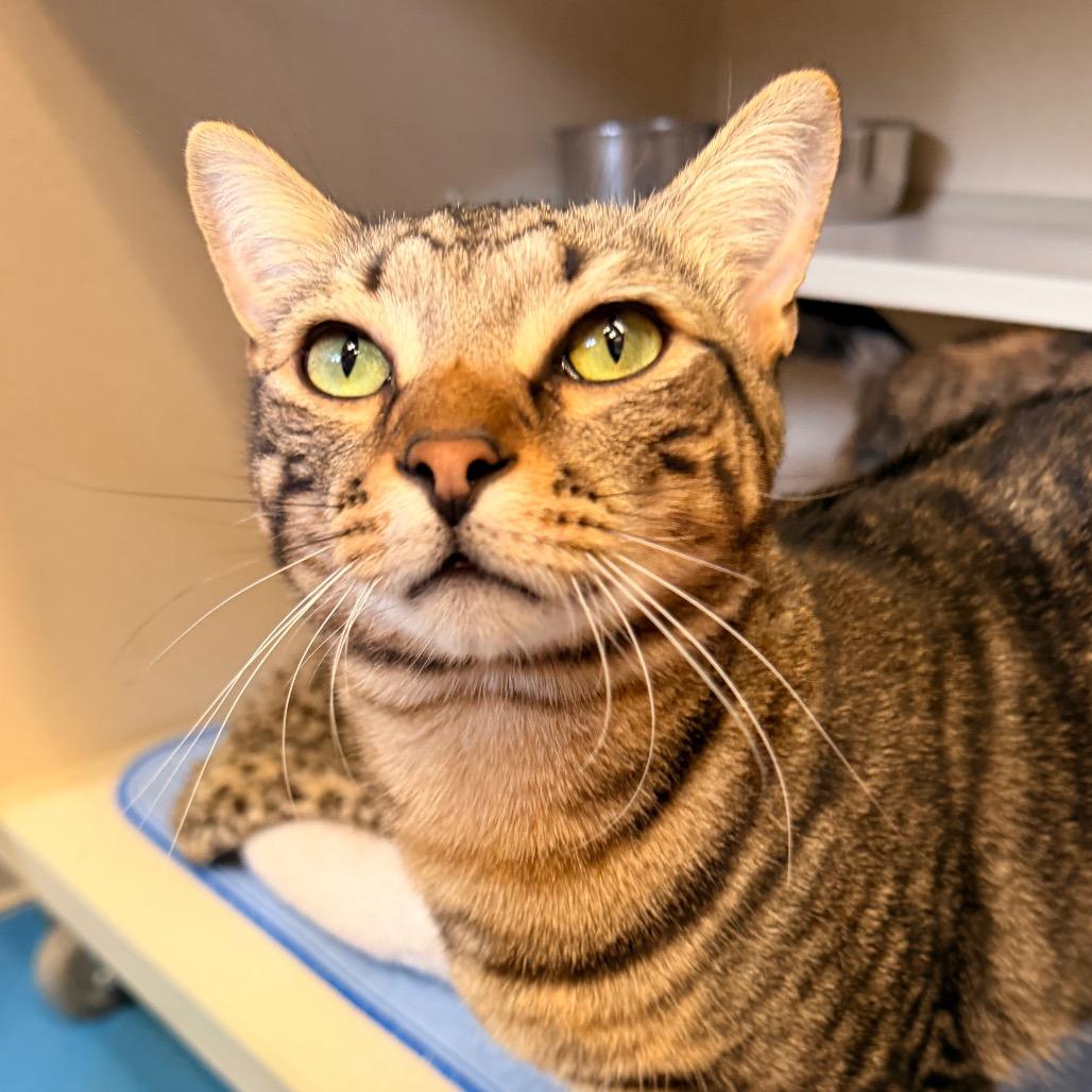 Enlarge Kai, a Adoptable Domestic Short Hair in Pagosa Springs, CO image 3/4
