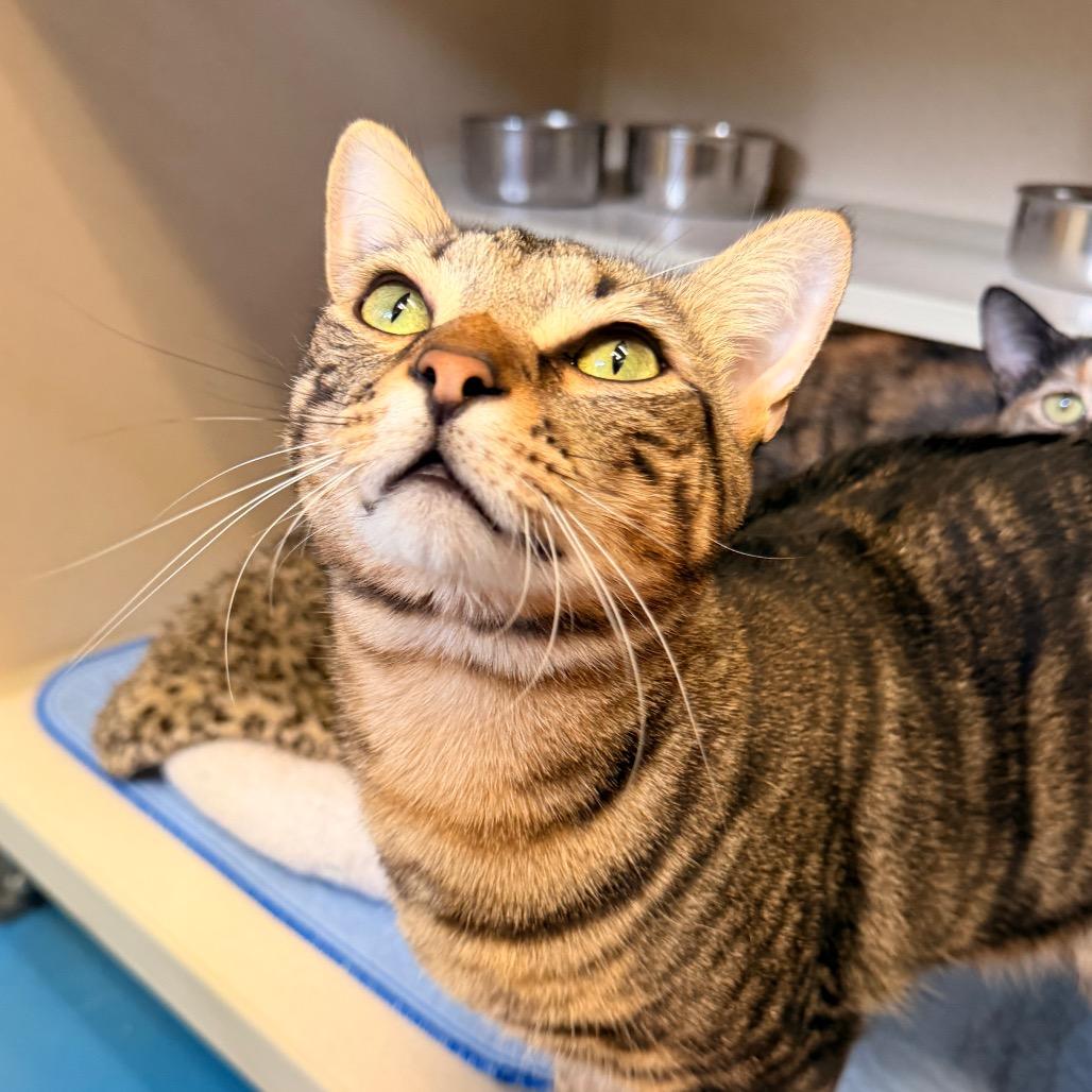 Enlarge Kai, a Adoptable Domestic Short Hair in Pagosa Springs, CO image 4/4