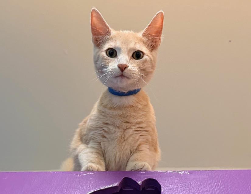 Owen, adopted, Young Male Domestic Short Hair.