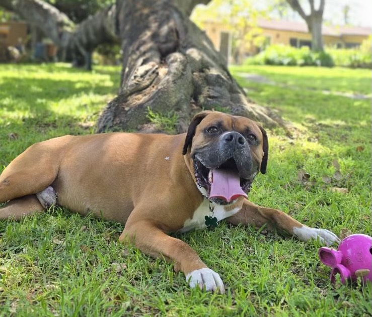 Enlarge Buford, a Adoptable Boxer in Los Angeles, CA image 2/6