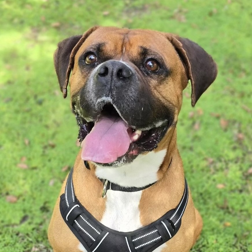 Enlarge Buford, a Adoptable Boxer in Los Angeles, CA image 1/6