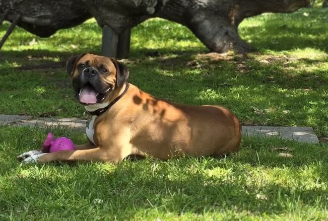 Enlarge Buford, a Adoptable Boxer in Los Angeles, CA image 3/6
