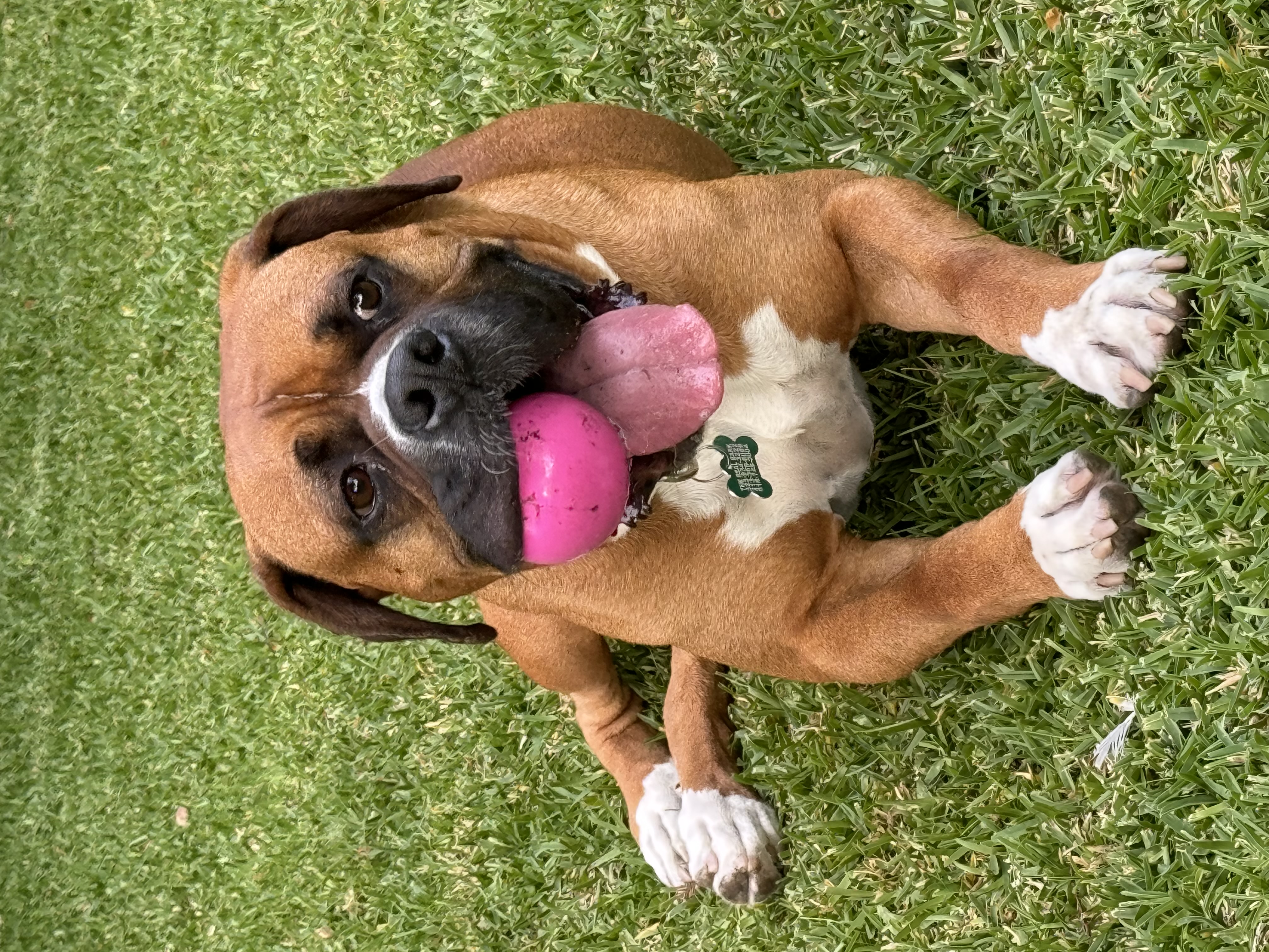 Enlarge Buford, a Adoptable Boxer in Los Angeles, CA image 5/6