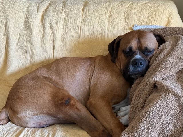 Enlarge Buford, a Adoptable Boxer in Los Angeles, CA image 6/6