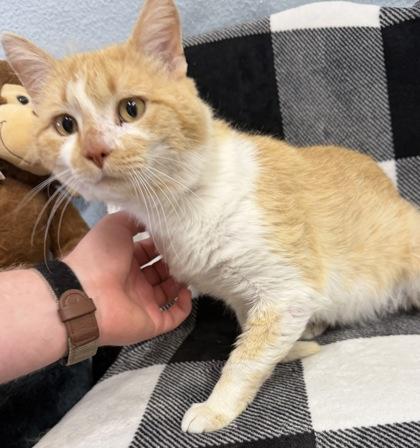 Halen, Adoptable, Adult Male Domestic Short Hair & Domestic Short Hair.