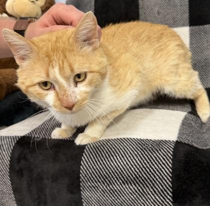 Enlarge Halen, a Adoptable mixed breed in McCook, NE image 2/2