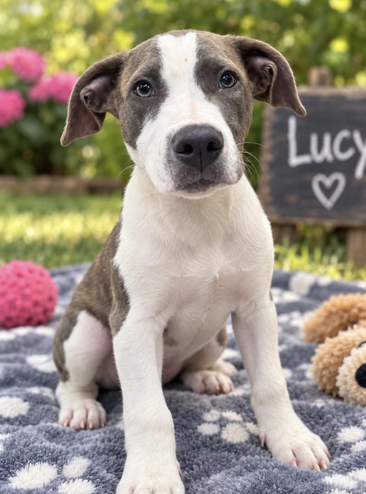 Enlarge Lucy, a Adoptable mixed breed in Milford, CT image 3/3