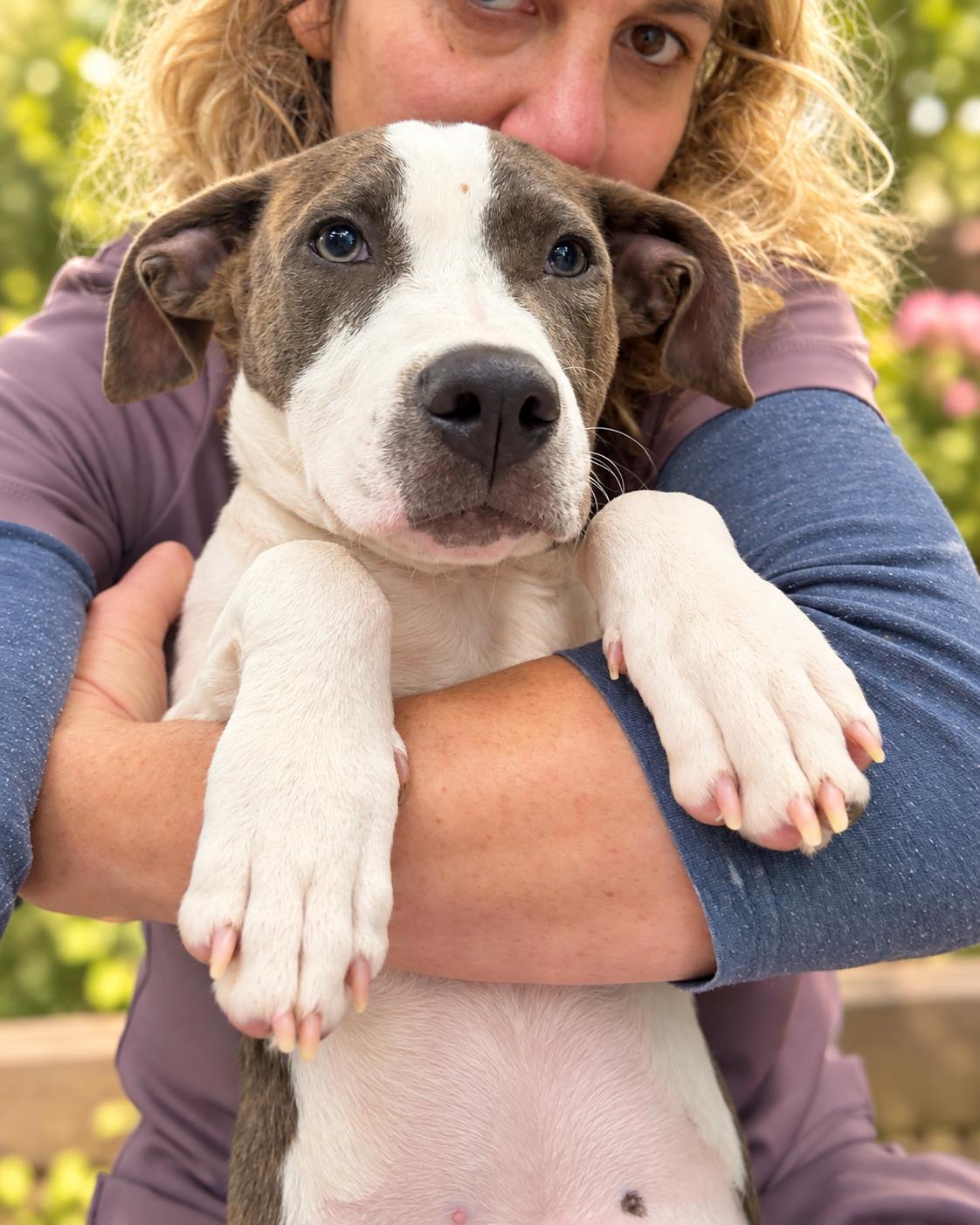 Enlarge Lucy, a Adoptable mixed breed in Milford, CT image 1/3