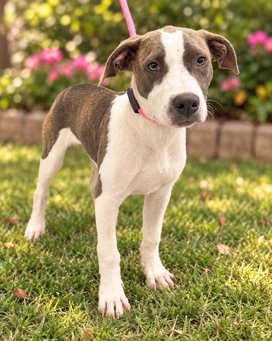 Enlarge Lucy, a Adoptable mixed breed in Milford, CT image 2/3