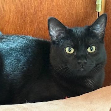 Enlarge Luna, a Adoptable Domestic Short Hair in Renton , WA image 1/6