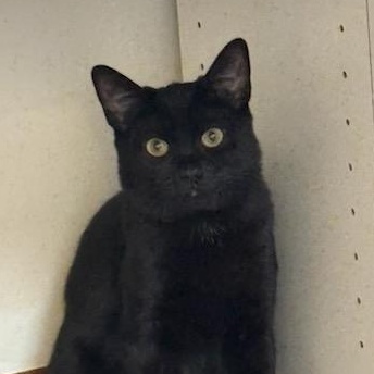 Luna, Adoptable, Kitten Female Domestic Short Hair.