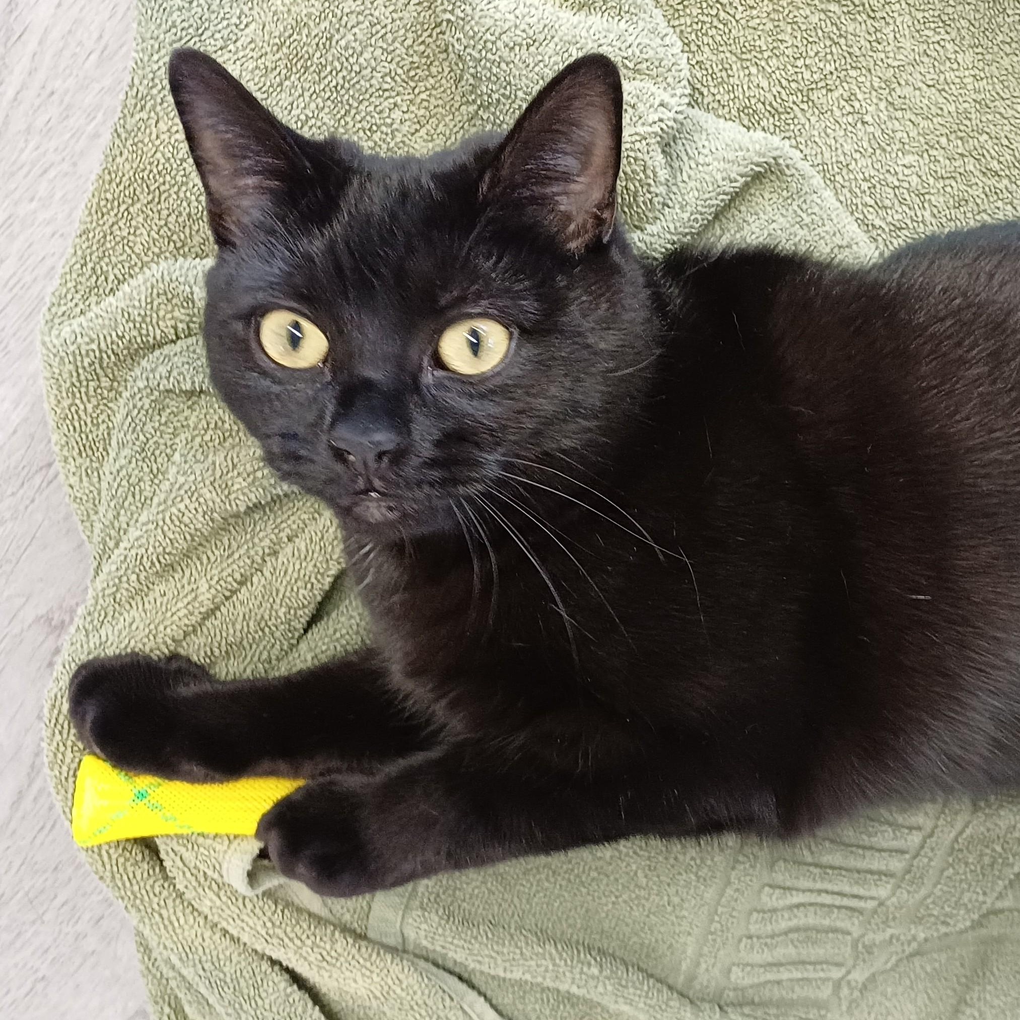 Enlarge Luna, a Adoptable Domestic Short Hair in Renton , WA image 5/6