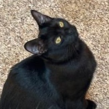 Enlarge Luna, a Adoptable Domestic Short Hair in Renton , WA image 3/6