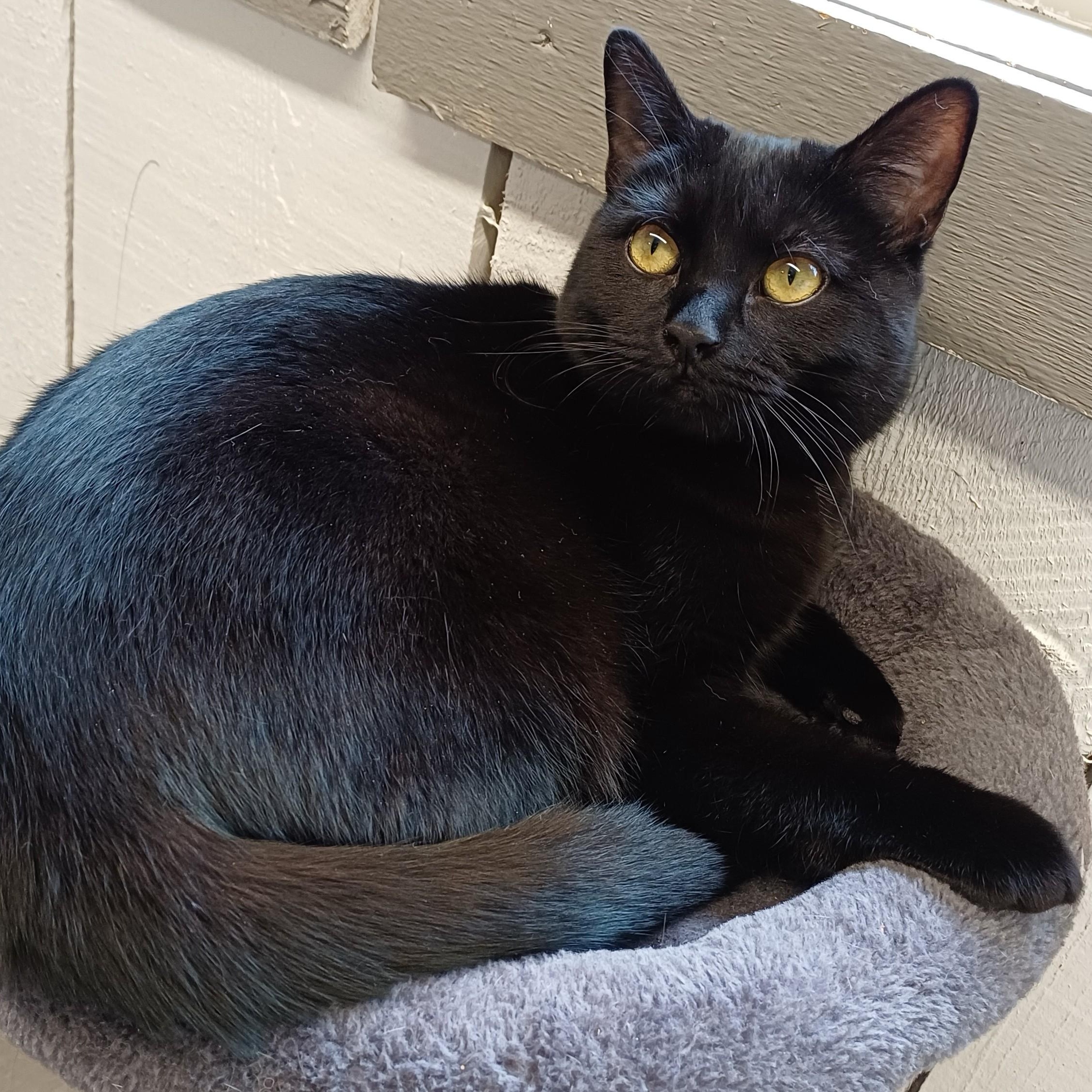 Enlarge Luna, a Adoptable Domestic Short Hair in Renton , WA image 4/6