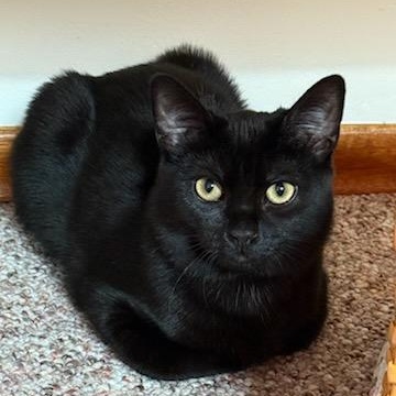 Enlarge Luna, a Adoptable Domestic Short Hair in Renton , WA image 6/6
