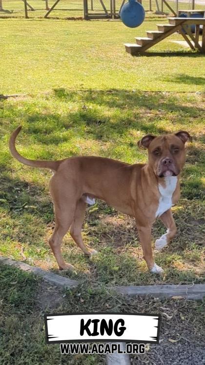 King, a Adoptable mixed breed in Ashtabula, OH image 1/3