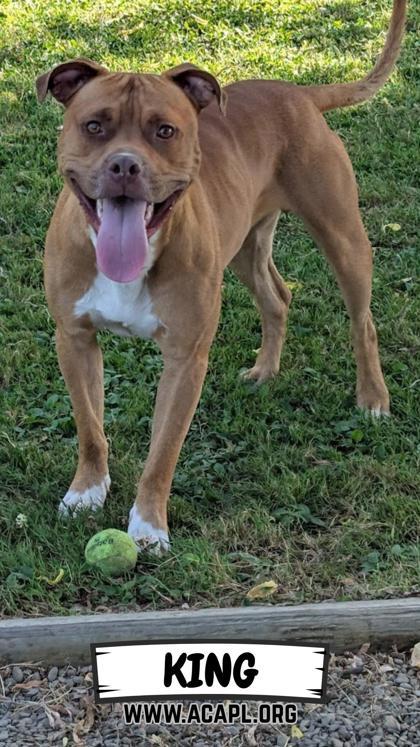Enlarge King, a Adoptable mixed breed in Ashtabula, OH image 2/3