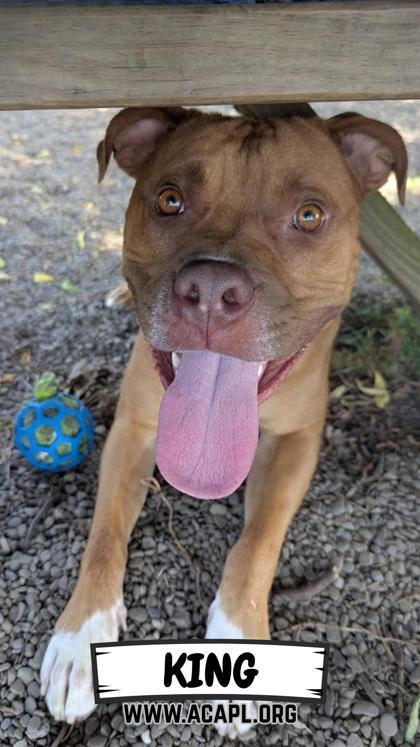 King, a Adoptable mixed breed in Ashtabula, OH image 3/3