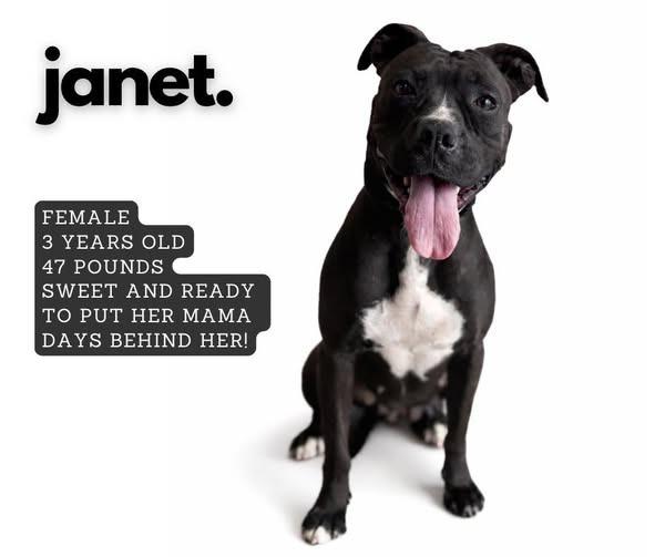 Enlarge Janet, a Adoptable mixed breed in Ashland, KY image 1/1